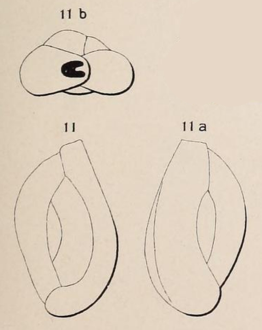 Quinqueloculina plana d'Orbigny, 1850 Quinqueloculina plana d'Orbigny, 1850