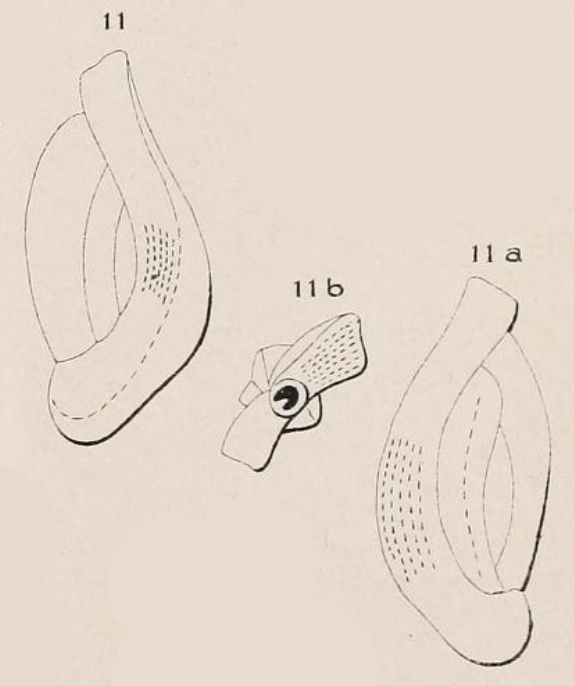 Quinqueloculina punctulata d'Orbigny, 1850 Quinqueloculina punctulata d'Orbigny, 1850