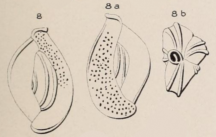 Quinqueloculina rawackensis d'Orbigny in Fornasini, 1905 Quinqueloculina rawackensis d'Orbigny in Fornasini, 1905