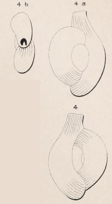 Quinqueloculina semistriata d'Orbigny, 1850 Quinqueloculina semistriata d'Orbigny, 1850