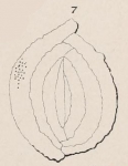 Quinqueloculina variabilis d'Orbigny in Fornasini, 1905