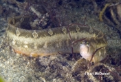 Pholis laeta, author: Neil McDaniel