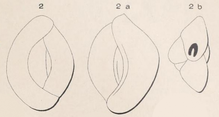 Quinqueloculina carinata d'Orbigny, 1850 Quinqueloculina carinata d'Orbigny, 1850