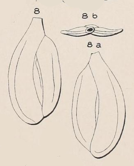 Quinqueloculina depressa d'Orbigny, 1852 Quinqueloculina depressa d'Orbigny, 1852