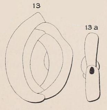 Quinqueloculina dubia d'Orbigny, 1852 Quinqueloculina dubia d'Orbigny, 1852