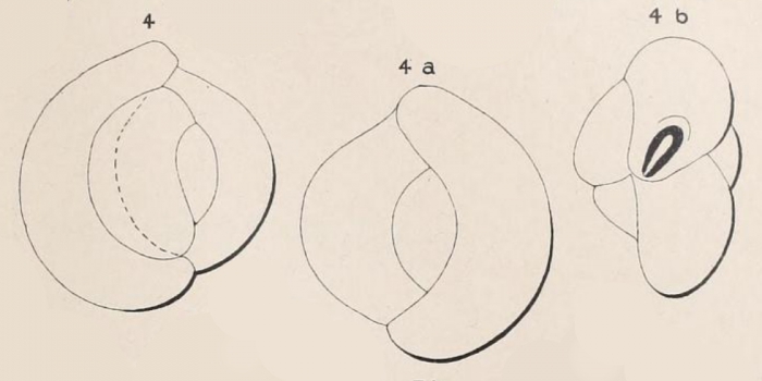 Quinqueloculina flavescens d'Orbigny in Fornasini, 1905 Quinqueloculina flavescens d'Orbigny in Fornasini, 1905