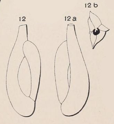 Quinqueloculina longirostra d'Orbigny, 1826 Quinqueloculina longirostra d'Orbigny, 1826