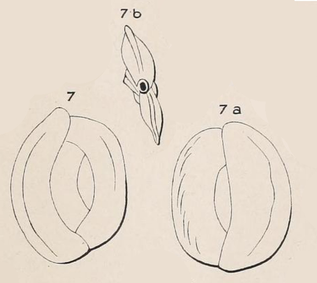 Quinqueloculina orbicularis d'Orbigny, 1852 Quinqueloculina orbicularis d'Orbigny, 1852