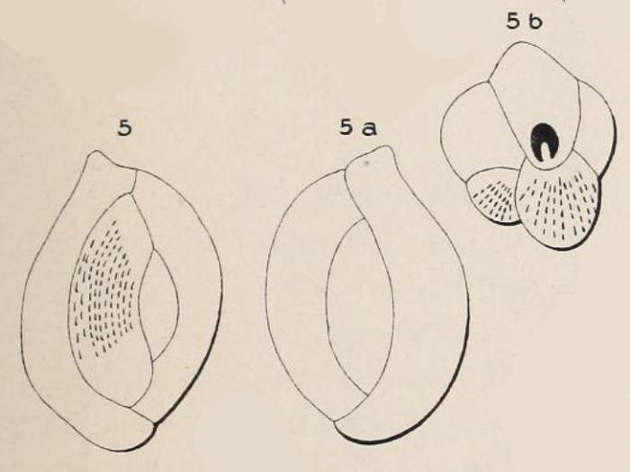 Quinqueloculina prisca d'Orbigny, 1850 Quinqueloculina prisca d'Orbigny, 1850