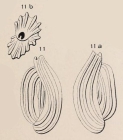 Quinqueloculina pulchella d'Orbigny, 1826