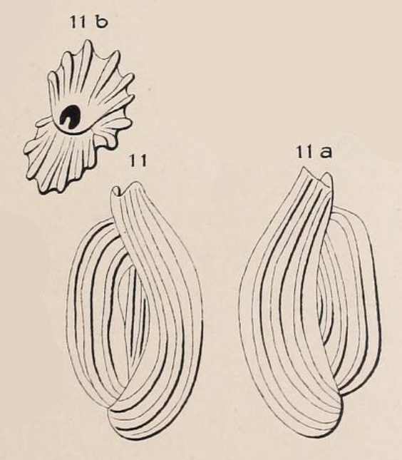 Quinqueloculina pulchella d'Orbigny, 1826 Quinqueloculina pulchella d'Orbigny, 1826