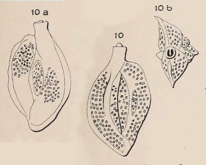 Quinqueloculina punctata d'Orbigny in Fornasini, 1905 Quinqueloculina punctata d'Orbigny in Fornasini, 1905