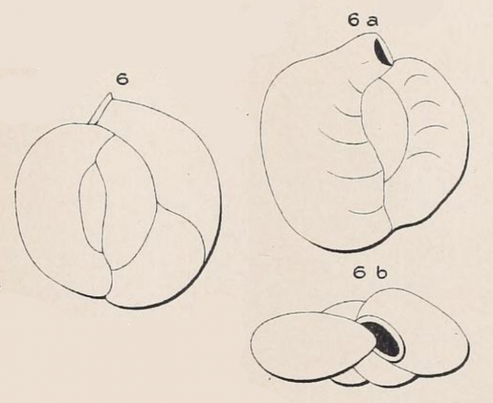 Quinqueloculina subrotunda Montagnu, 1803 Quinqueloculina subrotunda Montagnu, 1803