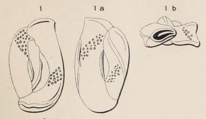 Quinqueloculina variolata d'Orbigny in Terquem, 1878 Quinqueloculina variolata d'Orbigny in Terquem, 1878
