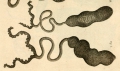 Bonellia viridis original plate by Rolando, 1822