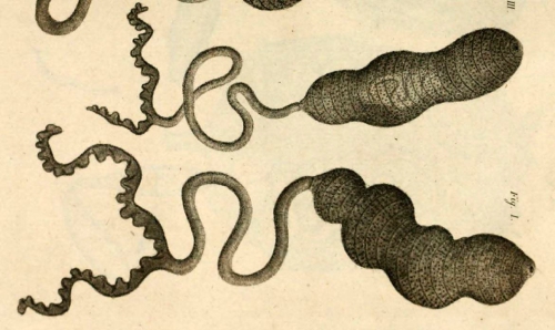 Bonellia viridis original plate by Rolando, 1822 Bonellia viridis original plate by Rolando, 1822