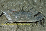 Macrophthalmus (Macrophthalmus) convexus, author: Wen-Jou Chen