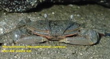 Macrophthalmus (Macrophthalmus) convexus, author: Wen-Jou Chen