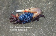 Uca (Gelasimus) tetragonon, author: Wen-Jou Chen