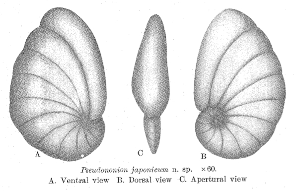 Pseudononion japonicum Asano, 1936 Pseudononion japonicum Asano, 1936