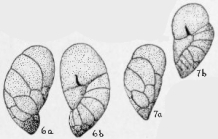 Cassidulina charlottensis Cushman, 1925