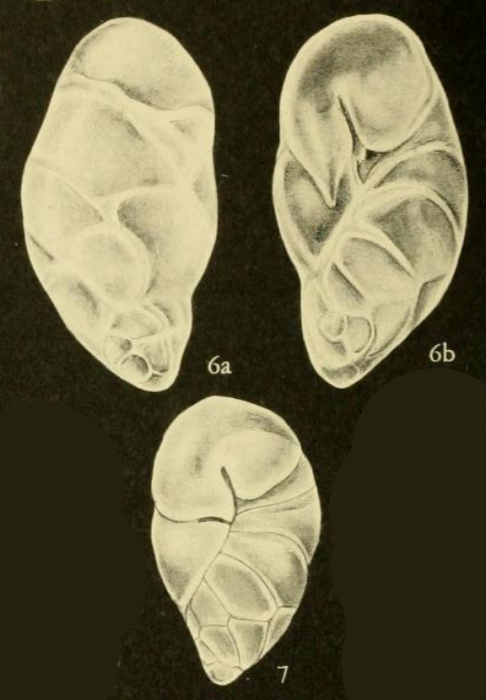 Robertinoides charlottensis (Cushman, 1925) Robertinoides charlottensis (Cushman, 1925)