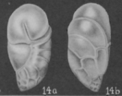 Robertina californica Cushman & Parker, 1936