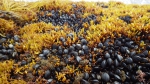 Mixed Bed of Blue Mussels and Irish Moss, author: Julius A. Ellrich
