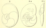 Rosalina affinis d'Orbigny, 1852