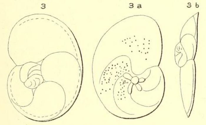 Rosalina affinis d'Orbigny, 1852 Rosalina affinis d'Orbigny, 1852