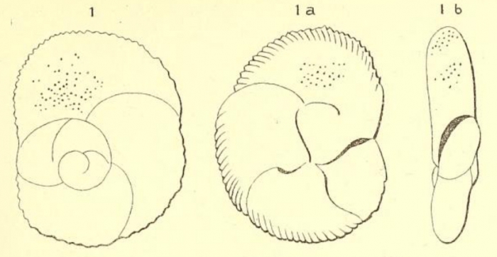 Rosalina semistriata d'Orbigny, 1839 Rosalina semistriata d'Orbigny, 1839