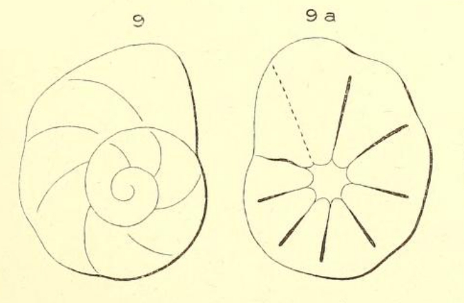Rotalia discoides d'Orbigny in Michelotti, 1841 Rotalia discoides d'Orbigny in Michelotti, 1841