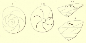 Rotalia trochus d'Orbigny, 1852, author: Le Coze, François