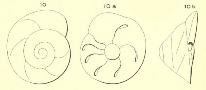 Rotalina elegans d'Orbigny in Terquem, 1878 Rotalina elegans d'Orbigny in Terquem, 1878
