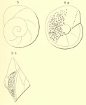 Rotalia saxorum d'Orbigny, 1850 