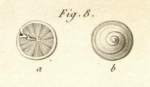 Rotalites trochidiformis Lamarck, 1804