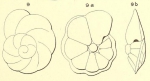 Rotalia audouini d'Orbigny, 1850