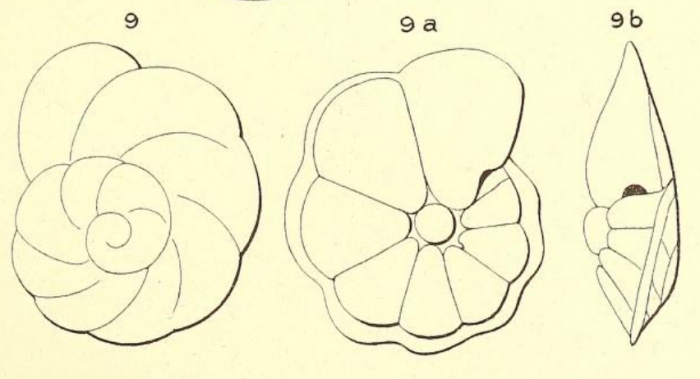 Rotalia audouini d'Orbigny, 1850 Rotalia audouini d'Orbigny, 1850