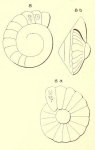 Rotalia guerini d'Orbigny, 1850