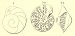 Rotalia thouini d'Orbigny, 1850 