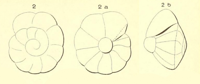Rotalia suessoniensis d'Orbigny, 1850 Rotalia suessoniensis d'Orbigny, 1850