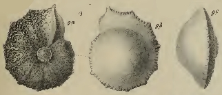 Rotalia lithothamnica Uhlig, 1886, author: Le Coze, François