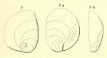 Rotalia deformis d'Orbigny, 1826 (nom. nud.)