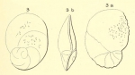 Rotalia elliptica d'Orbigny, 1852