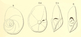 Rotalia pulchella d'Orbigny in Parker, Jones and Brady, 1865, author: Le Coze, Franis
