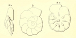 Discorbis orbicularis (d'Orbigny, 1850)