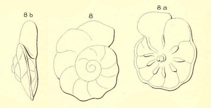 Discorbis orbicularis (d'Orbigny, 1850) Discorbis orbicularis (d'Orbigny, 1850)