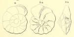 Trochulina complanata (d'Orbigny, 1850)