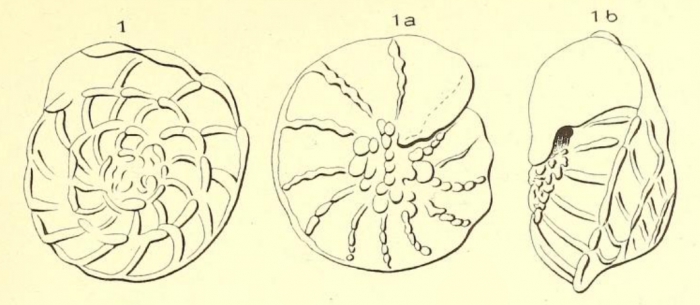 Turbinulina gaimardi d'Orbigny in Fornasini, 1906 Turbinulina gaimardi d'Orbigny in Fornasini, 1906