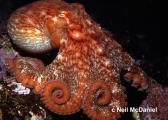 Enteroctopus dofleini, author: Neil McDaniel
